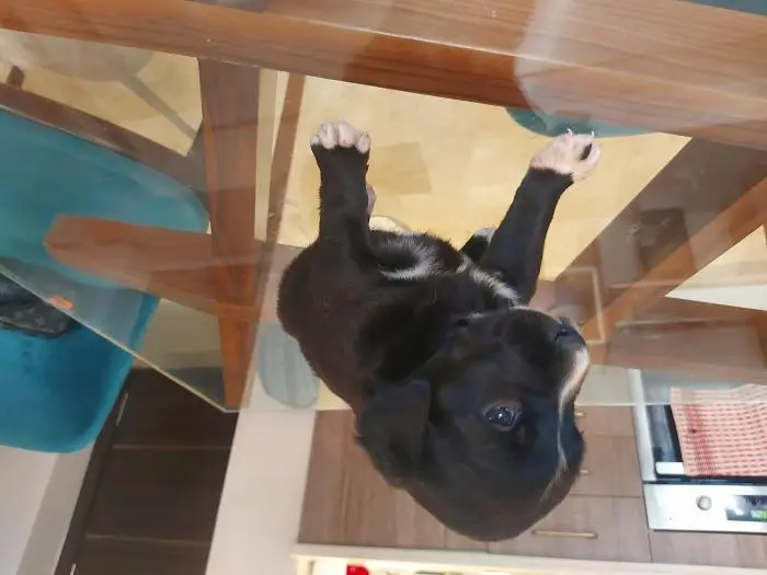 Vends croisé labrador/beauceron