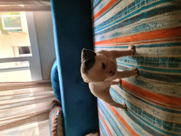 Bulldog Francais  Bleu Fauve Blanc et Bringé