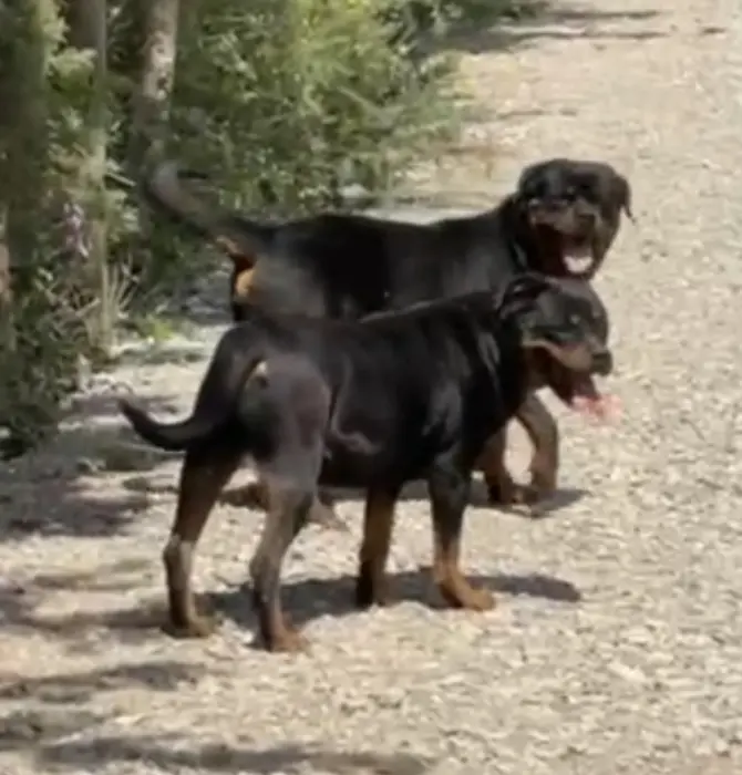 Vente deux rotteweiller  de race