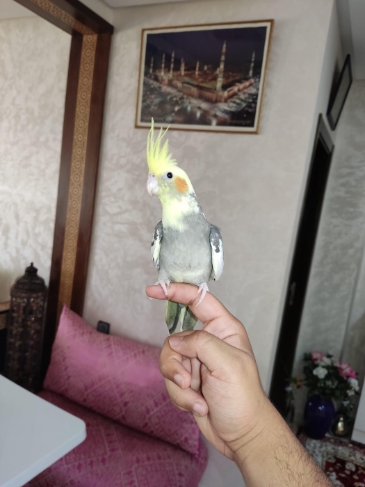 Calopsitte bien dressé Casablanca Aîn chok