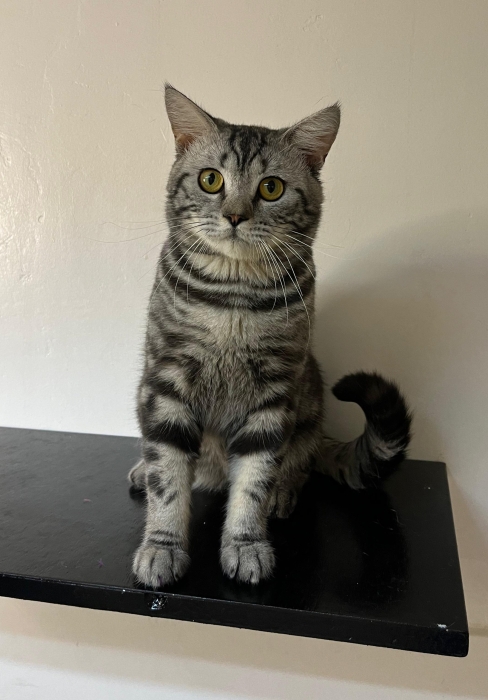 scottish straight marble