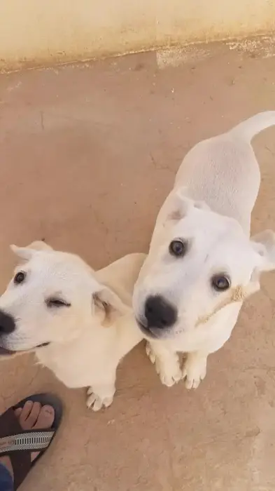 CHIOTS COUPLE LABRADOR