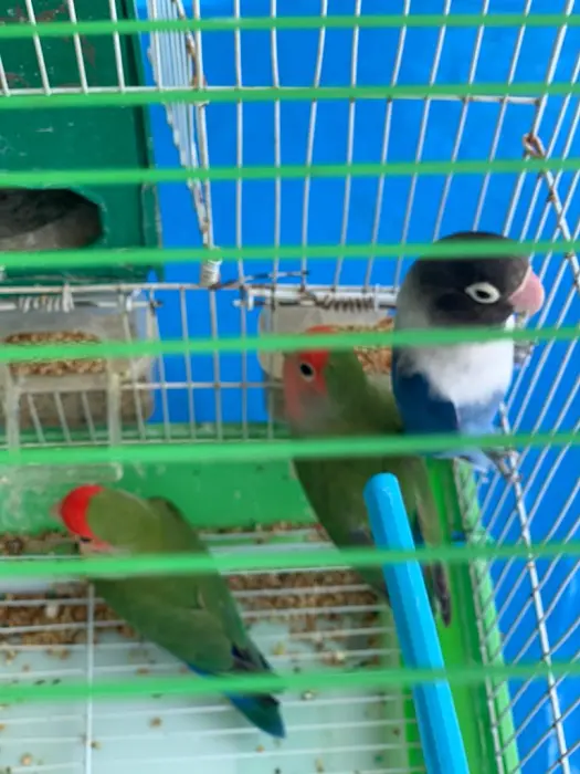 3 inséparables un couple et un male