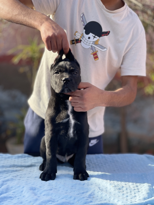 Cane corso