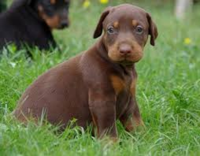 Doberman Pinsher Chocolat