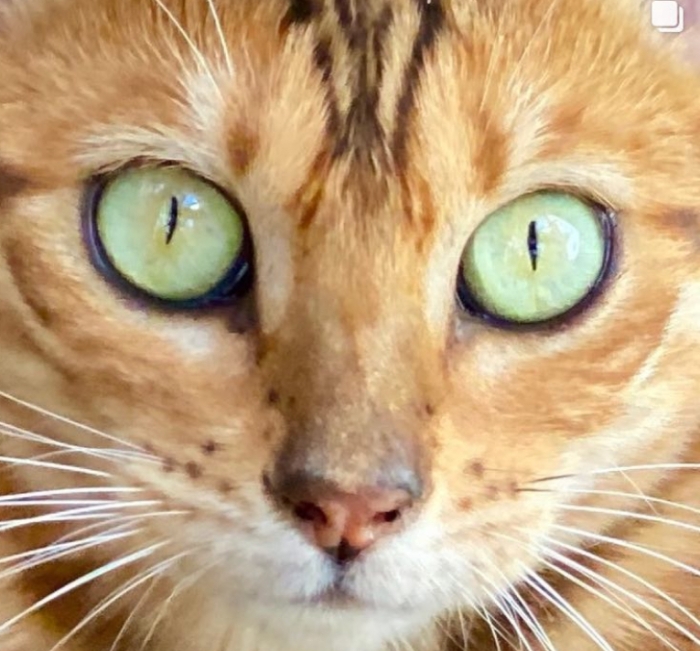 Chat bengal femelle avec pedigree