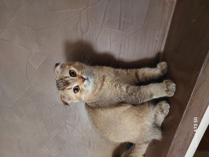 Magnifique Chatton scotish fold