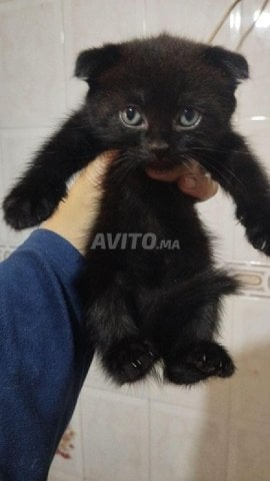 Scottish cat a vendre