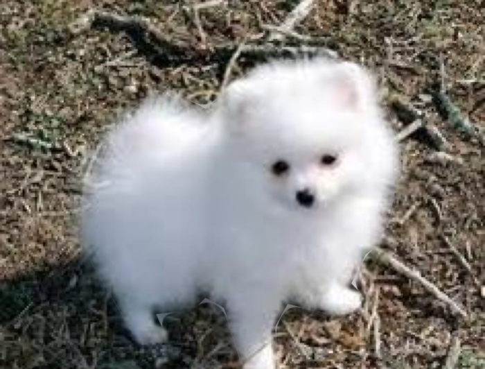 Vente de chiots Spitz nain
