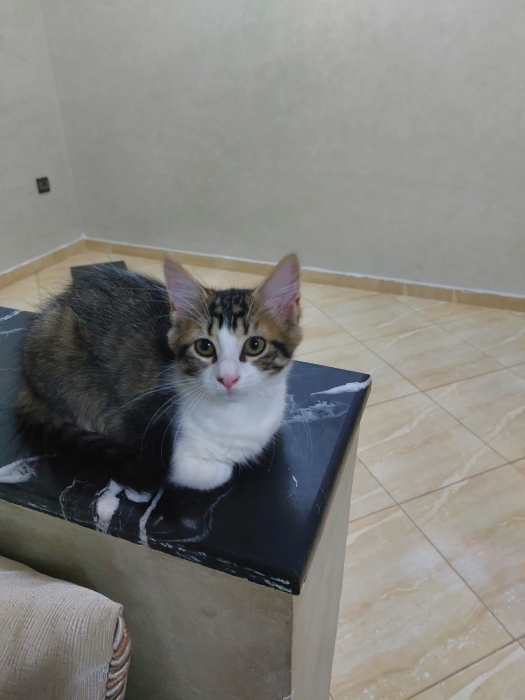 chat (femelle) de 4 mois pour adoption