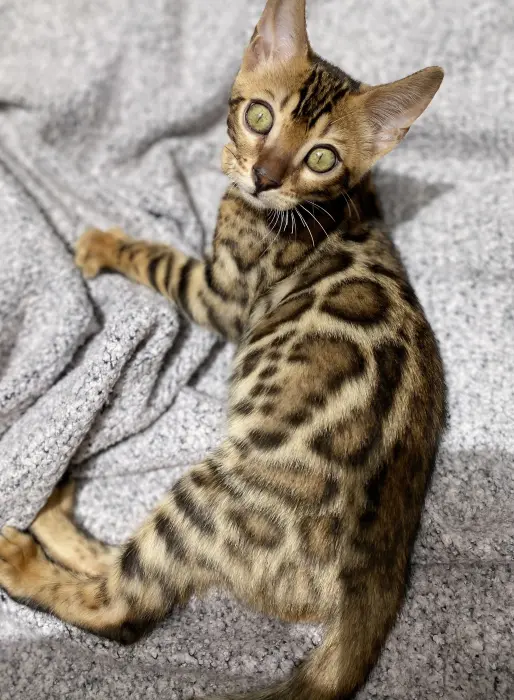 Chaton Bengal mâle avec PEDIGREE