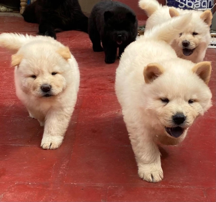 Chiots Chow-chow