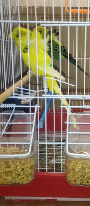 Couple perruche hogo Nadia b cage