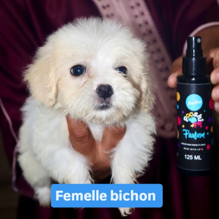 Bichon maltais