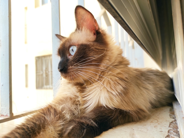 Femelle siamoise-himalayenne