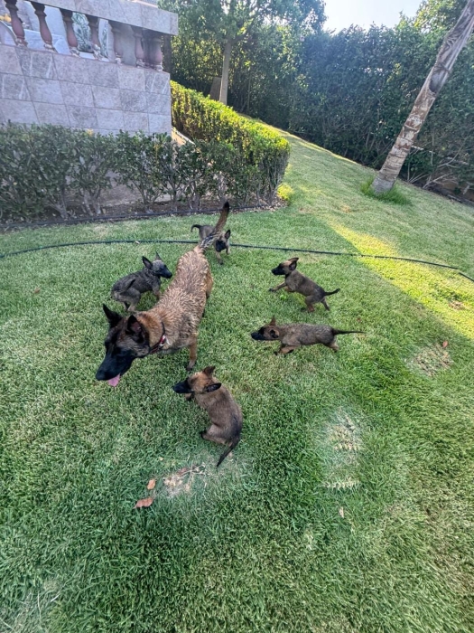Malinois race pure
