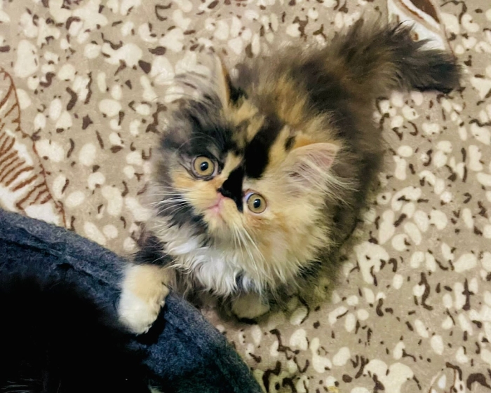 Chat perssan race pur