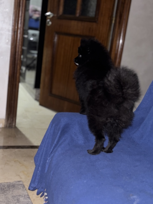 Chiens pomeranien pure race