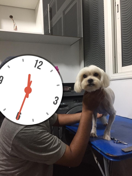 Bichon maltais naine