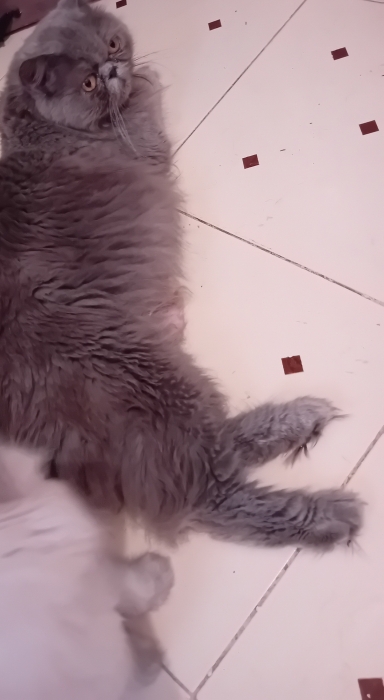 Persan femelle adult pur race