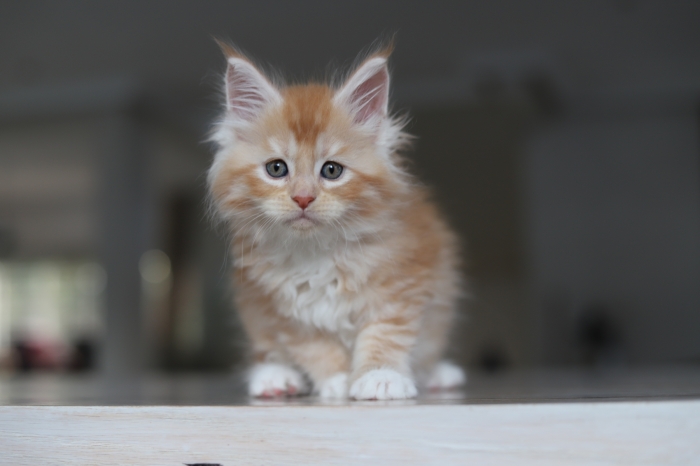 Red/ red silver / red smoke maine coons pedigree