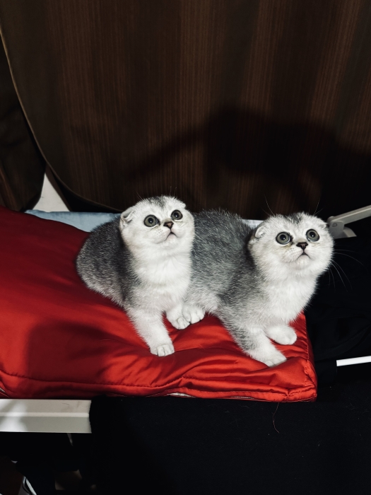 Scotland fold femelles