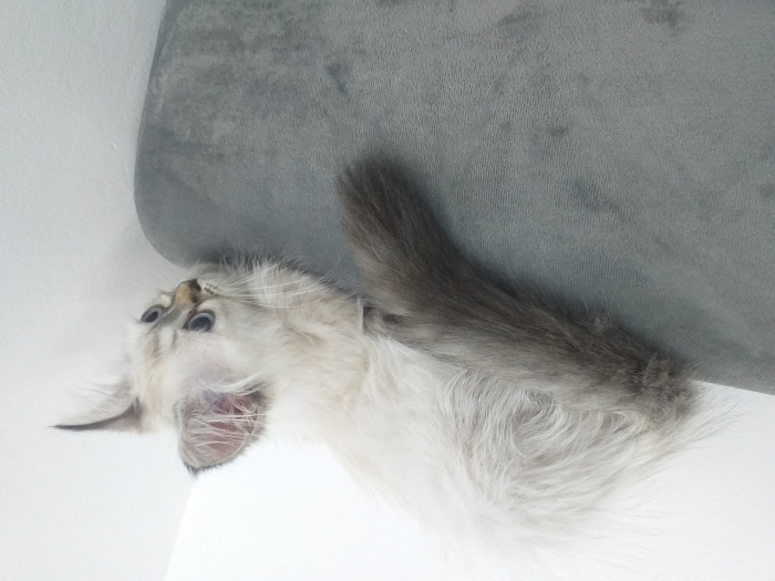 Chat persan chinchilla