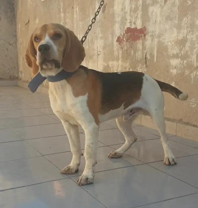 Disp mal beagle ag 11 mois pur rac
