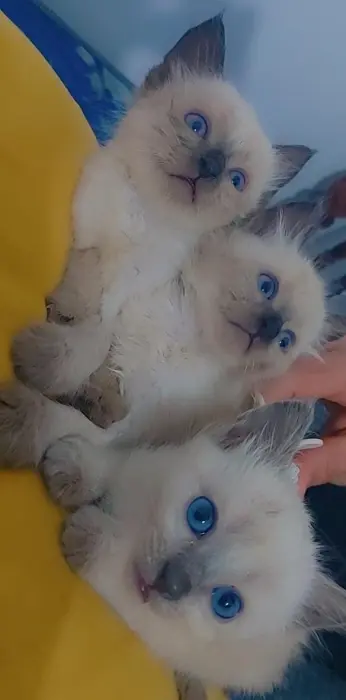 Siamois pure race à vendre sur kenitra