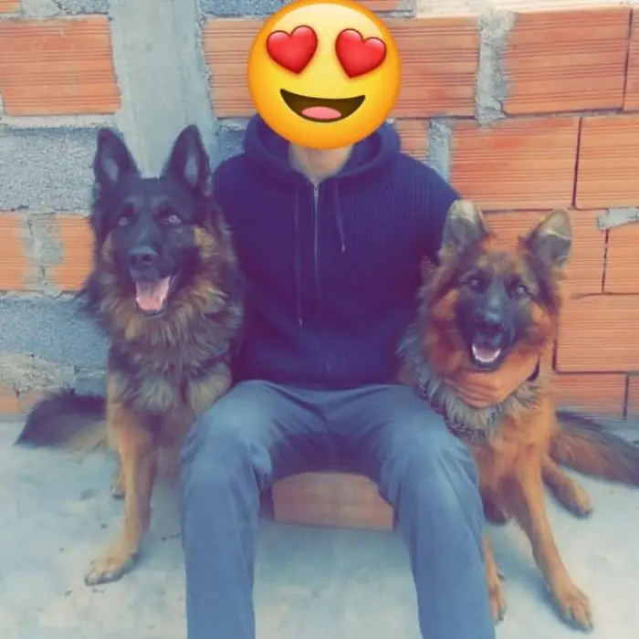 Berger Allemand Poil Long