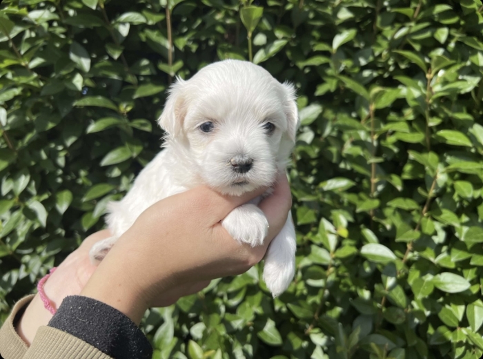 Bichon Maltais 🐾