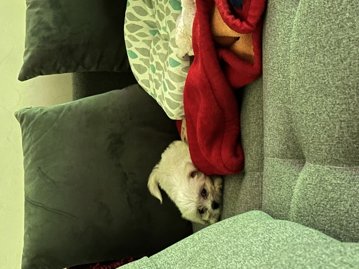 Chiot bichon maltais toy