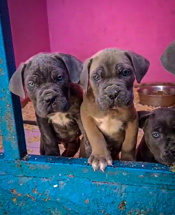 Cane Corso 🇮🇹