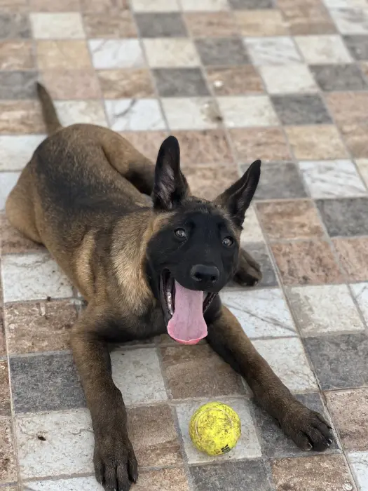 Malinois