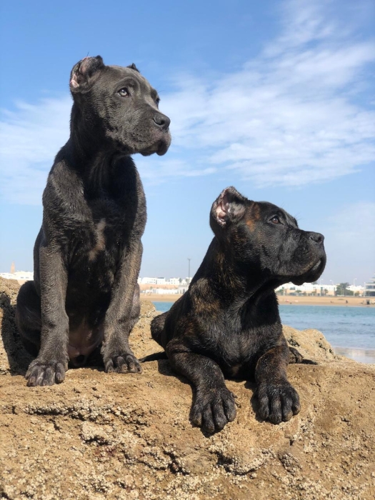 Cani corso pure race