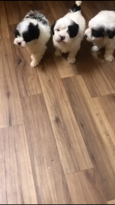 Bichon maltais et havanais