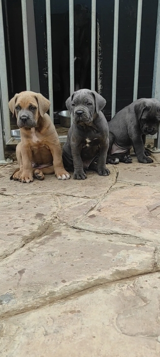Cane corso