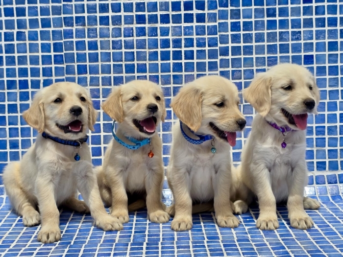 Chiots Golden Retriever femelles