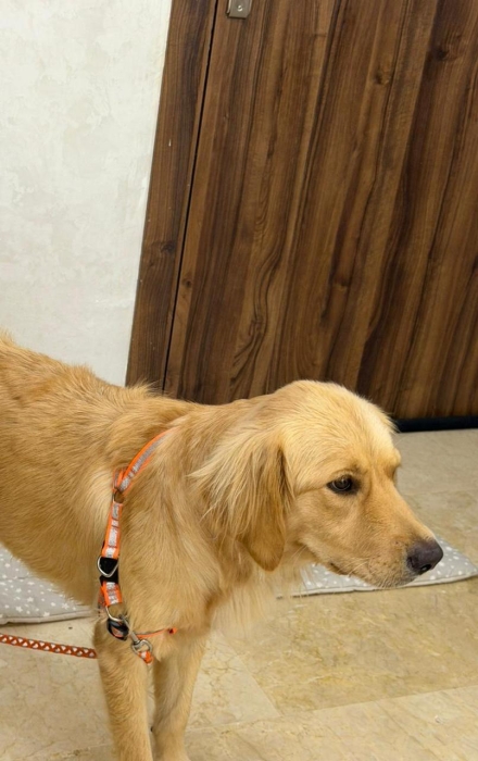 Golden retriever