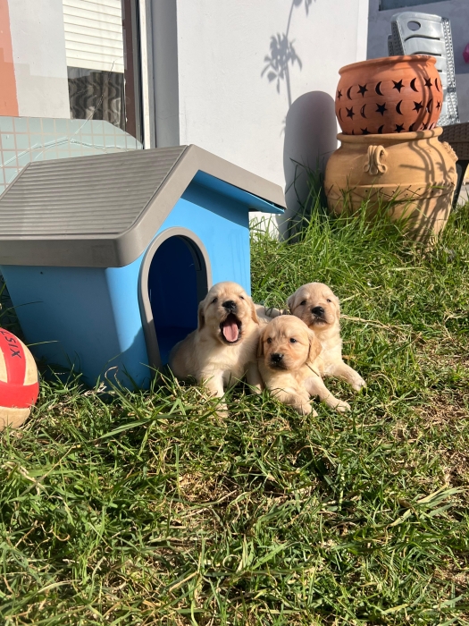 Golden retriever ✨ Photos Réelles 📸