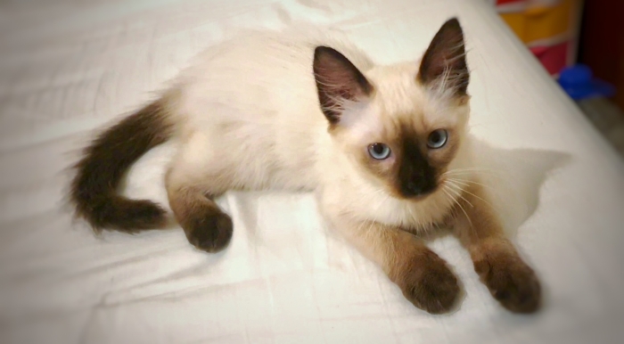 Chaton femelle siamois