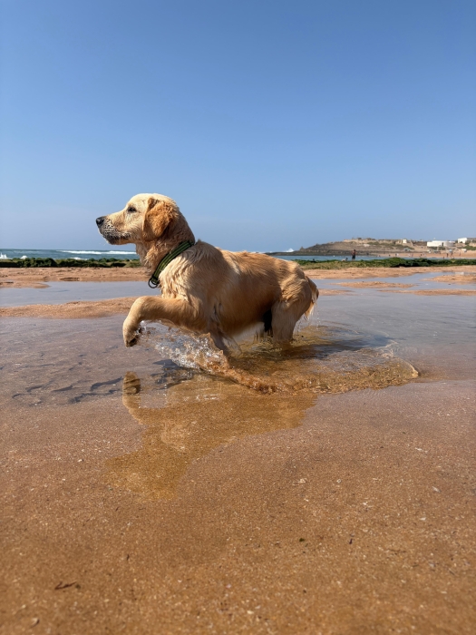 Golden retreiver