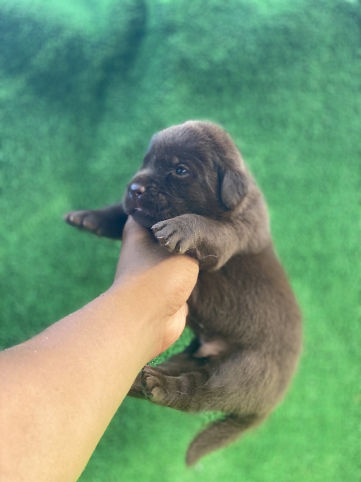 Labrador chocolat