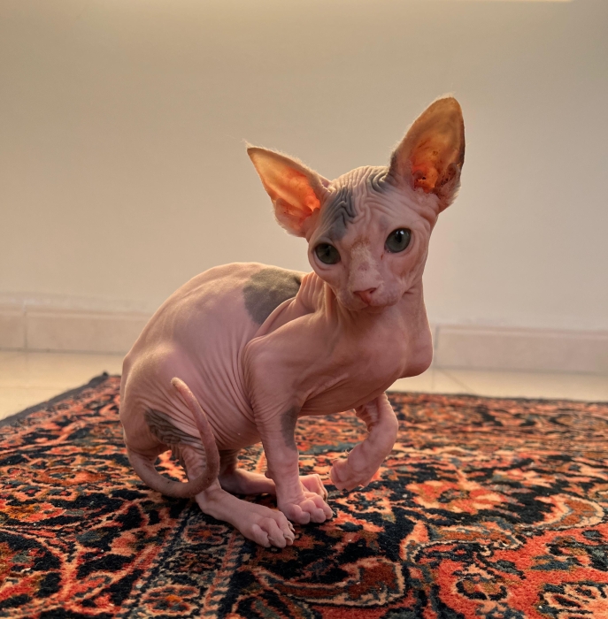 sphynx