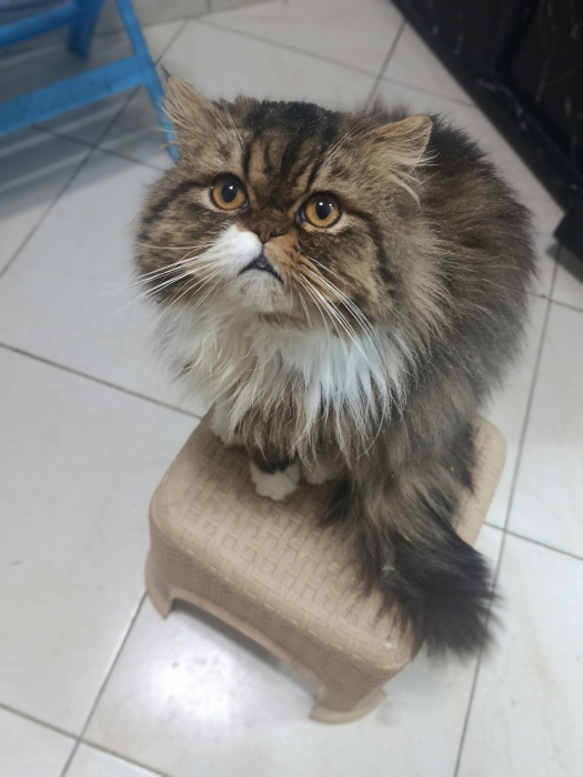 Mâle persan race pur 9 mois