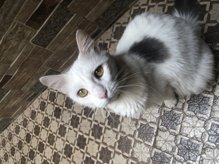 Chatte vaccinée à adopter