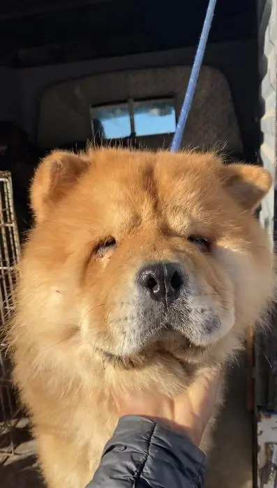 Chow chow