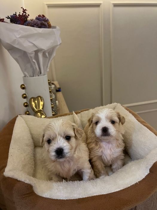 Bichon Havanais 🎊