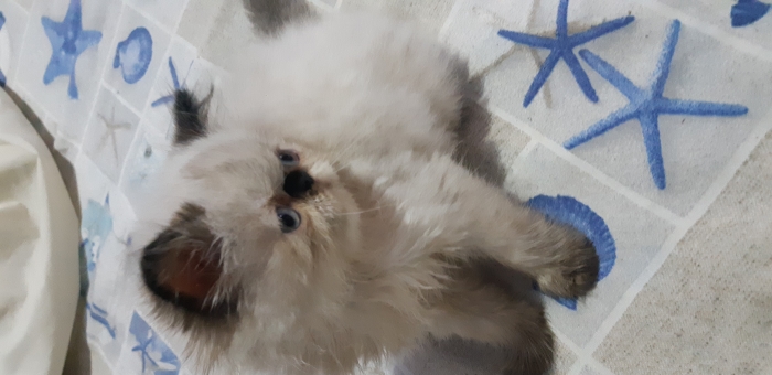 Chaton persan himalayen