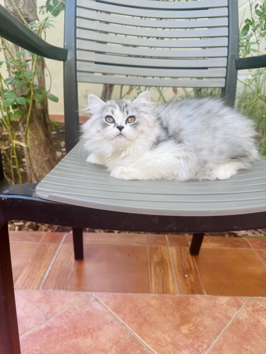 Chatons Scottish fold et straight